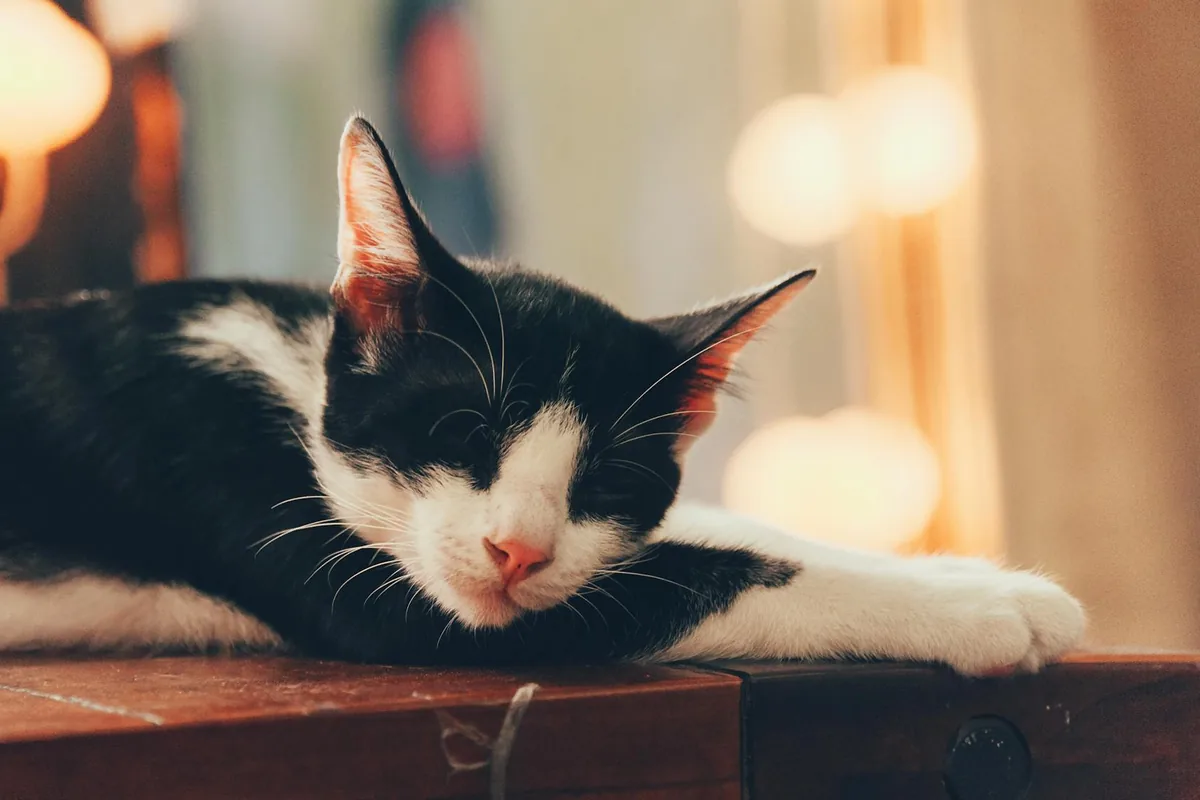 Cat cafes in Detroit