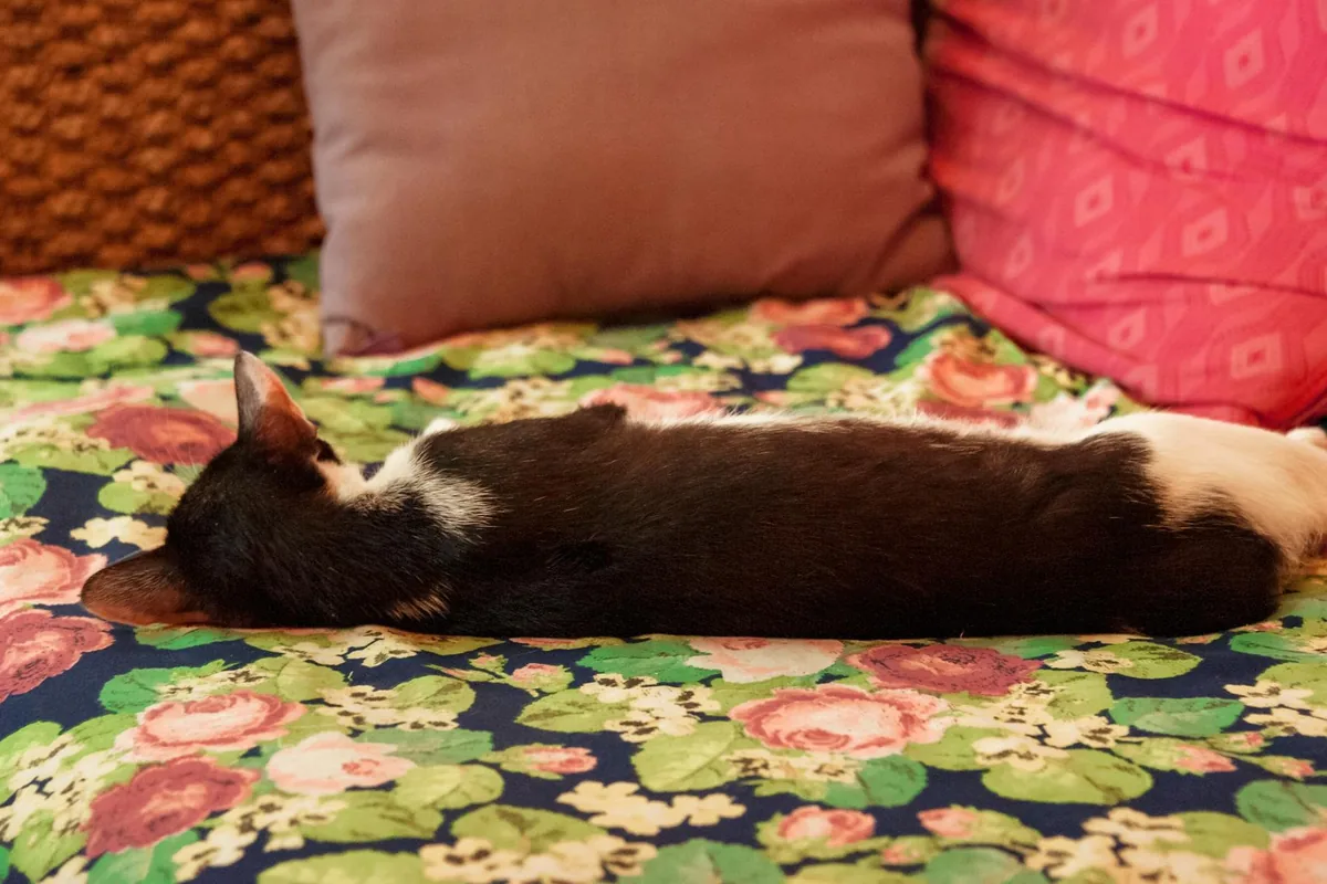 Whiskers Cat Cafe Philly — cat cafe in Philadelphia, Pennsylvania